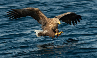 Adult White-tailed eagles fishing. Blue Ocean Background. Scientific name: Haliaeetus albicilla, also known as the ern, erne, gray eagle, Eurasian sea eagle and white-tailed sea-eagle.
