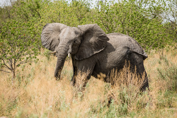 An angry African elephant in the jungle