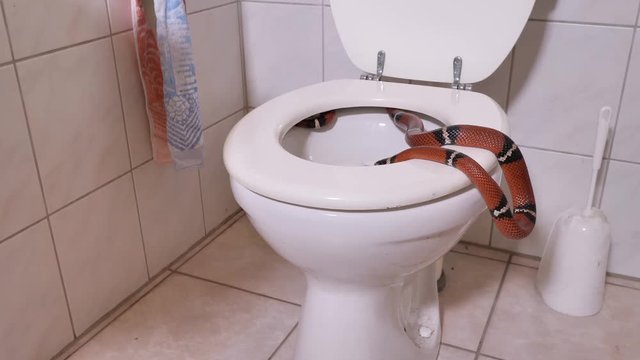 eine bunte Schlange in einem Badezimmer schl&auml;ngelt sich in die Toilette