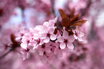 fiori ramo fiorito fioritura