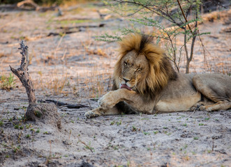 Obraz na płótnie Canvas An african lion licking his leg