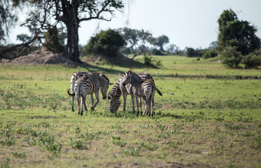Naklejka na ściany i meble Herd of zebras in the African jungle