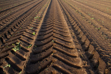 Tire tracks of a heavy sugar beet harvester in an empty field after harvest