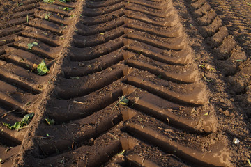 Tire tracks of a heavy sugar beet harvester in an empty field after harvest