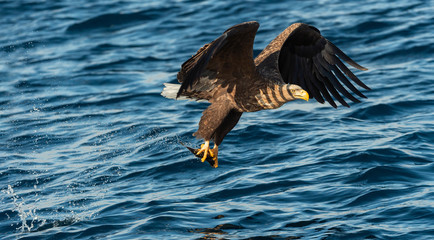 Adult White-tailed eagles fishing. Blue Ocean Background. Scientific name: Haliaeetus albicilla, also known as the ern, erne, gray eagle, Eurasian sea eagle and white-tailed sea-eagle.