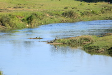 Cute Asian openbill or Asian openbill stork bird (Anastomus oscitans) on the river bank in Nepal