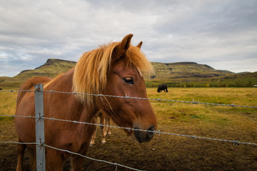 Caballos en rancho islandés, Islandia