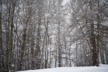 alberi nevicata inverno