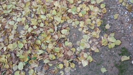 autumn and fallen leaves