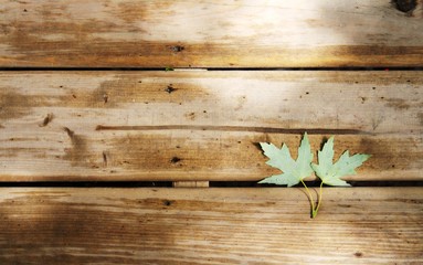 Twin leaves on wood