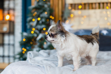 Pretty chihuahua puppy dog in scandinavian style bedroom with Christmas tree, stars, lights, grey plaid, blue decorative pillows. Pets friendly hotel or home room. Animals care concept.