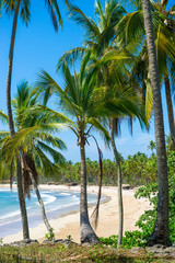 Rustic tropical beach with palm trees towering above a long curve of sand lined with wooden shacks in Bahia, Brazil