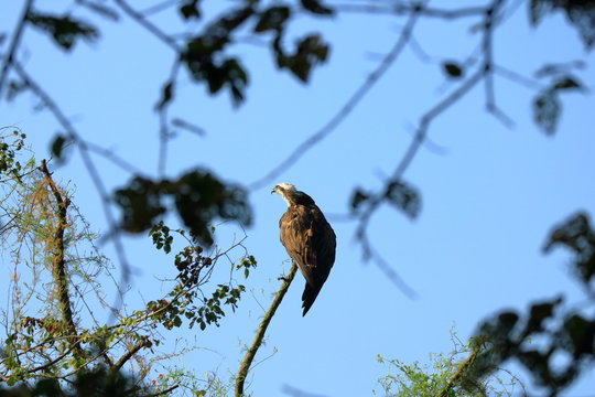 Wedge tailed Eagle, bird of prey perching on a tree looking for prey in Nepal
