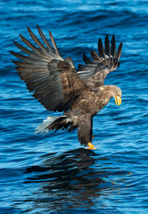 Erwachsene Seeadler angeln. Blauer Ozean-Hintergrund. Wissenschaftlicher Name: Haliaeetus albicilla, auch bekannt als ern, erne, grauer Adler, eurasischer Seeadler und Seeadler.