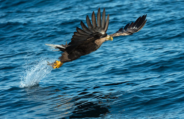 Adult White-tailed eagles fishing. Blue Ocean Background. Scientific name: Haliaeetus albicilla, also known as the ern, erne, gray eagle, Eurasian sea eagle and white-tailed sea-eagle.