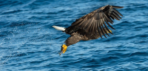 Adult White-tailed eagles fishing. Blue Ocean Background. Scientific name: Haliaeetus albicilla,...