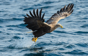 Adult White-tailed eagle fishing. Blue Ocean Background. Scientific name: Haliaeetus albicilla, also known as the ern, erne, gray eagle, Eurasian sea eagle and white-tailed sea-eagle. Natural habitat