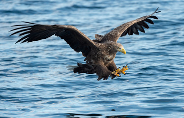 Adult White-tailed eagle fishing. Blue Ocean Background. Scientific name: Haliaeetus albicilla, also known as the ern, erne, gray eagle, Eurasian sea eagle and white-tailed sea-eagle. Natural habitat