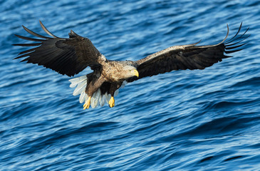 Adult White-tailed eagles fishing. Blue Ocean Background. Scientific name: Haliaeetus albicilla, also known as the ern, erne, gray eagle, Eurasian sea eagle and white-tailed sea-eagle.