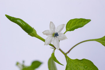 White flower of green pepper on a branch on a white background