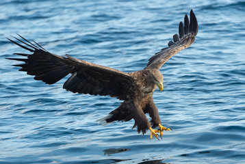 Adult White-tailed eagle fishing. Blue Ocean Background. Scientific name: Haliaeetus albicilla, also known as the ern, erne, gray eagle, Eurasian sea eagle and white-tailed sea-eagle. Natural habitat