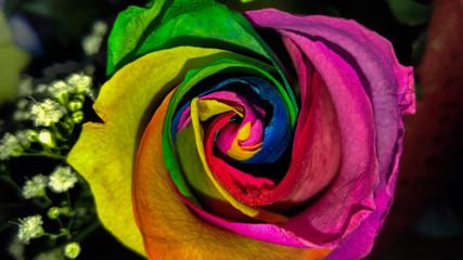 Fototapeta na wymiar Multicolored rose flower background : rainbow flower with colored petals