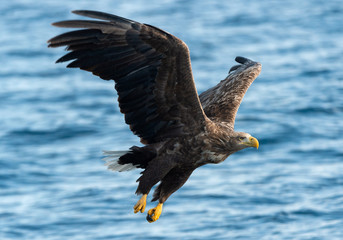 Adult White-tailed eagle fishing. Blue Ocean Background. Scientific name: Haliaeetus albicilla, also known as the ern, erne, gray eagle, Eurasian sea eagle and white-tailed sea-eagle. Natural habitat