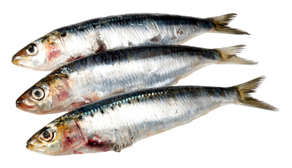THREE SARDINES CUT OUT