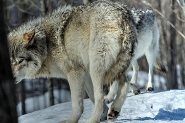 Suspicious and cautious gray wolf, dominated by the pack, Canada