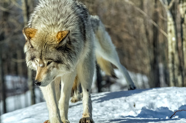Obraz premium Lone dominated grey wolf walking on snow during winter at the conservation park.