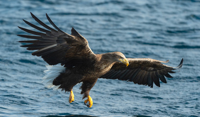 Adult White-tailed eagle fishing. Blue Ocean Background. Scientific name: Haliaeetus albicilla, also known as the ern, erne, gray eagle, Eurasian sea eagle and white-tailed sea-eagle. Natural habitat
