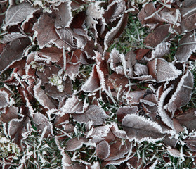 Dry leaves with ice crystal on top when temperature turn down in winter season