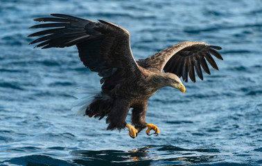 Adult White-tailed eagle fishing. Blue Ocean Background. Scientific name: Haliaeetus albicilla, also known as the ern, erne, gray eagle, Eurasian sea eagle and white-tailed sea-eagle. Natural habitat