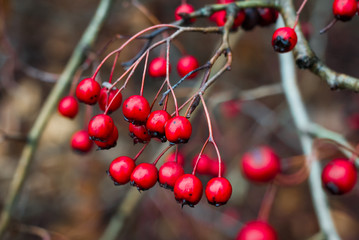 Rote Beeren im Wald