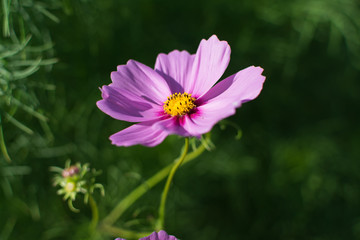 Obraz premium Flower