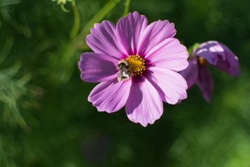 Fototapeta premium Bumblebee at flower