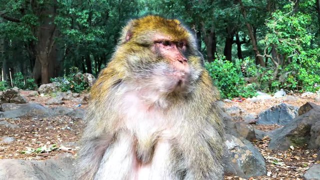 Wild monkey Barbary Apes in Cedre Forest close to Azrou, Middle Atlas, Morocco in Africa