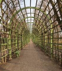 Alley in Summer Gardenin Saint Petersburg, Russia