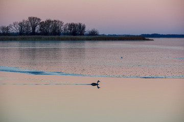 Great crested grebe
