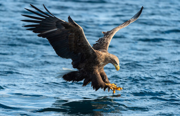 Adult White-tailed eagle fishing. Blue Ocean Background. Scientific name: Haliaeetus albicilla, also known as the ern, erne, gray eagle, Eurasian sea eagle and white-tailed sea-eagle. Natural habitat
