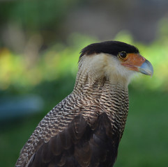 Un Caracara huppé aperçu lors d'un spectacle de fauconnerie au château de la ville de Chinon en Val de Loire en France