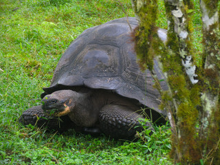 Giant Tortoise in Green Grass on Santa Cruz Island, Galapagos Islands