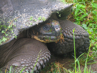 Giant Tortoise in Green Grass on Santa Cruz Island, Galapagos Islands