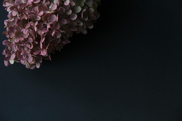 Obraz premium Purple Hydrangea On Black Background