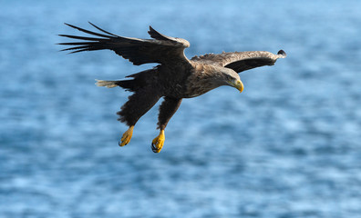 Adult White-tailed eagle fishing. Blue Ocean Background. Scientific name: Haliaeetus albicilla, also known as the ern, erne, gray eagle, Eurasian sea eagle and white-tailed sea-eagle. Natural habitat