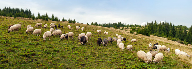 Panorama of landscape with herd of sheep graze on green pasture in the mountains. Young white and brown sheep graze on the farm.