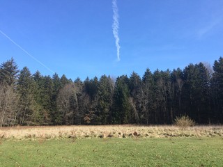 forest with jet streams in sky