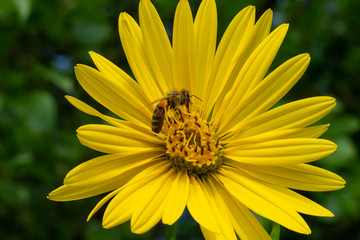 Silphium perfoliatum, the cup plant or cup-plant. Bee on beautiful yellow flower.