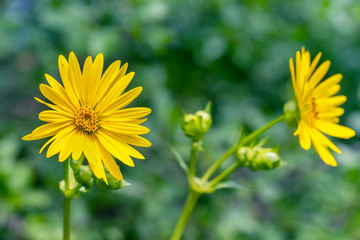 Silphium perfoliatum, the cup plant or cup-plant.