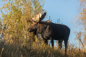 Bull Shiras Moose in the Fall rut in Wyoming